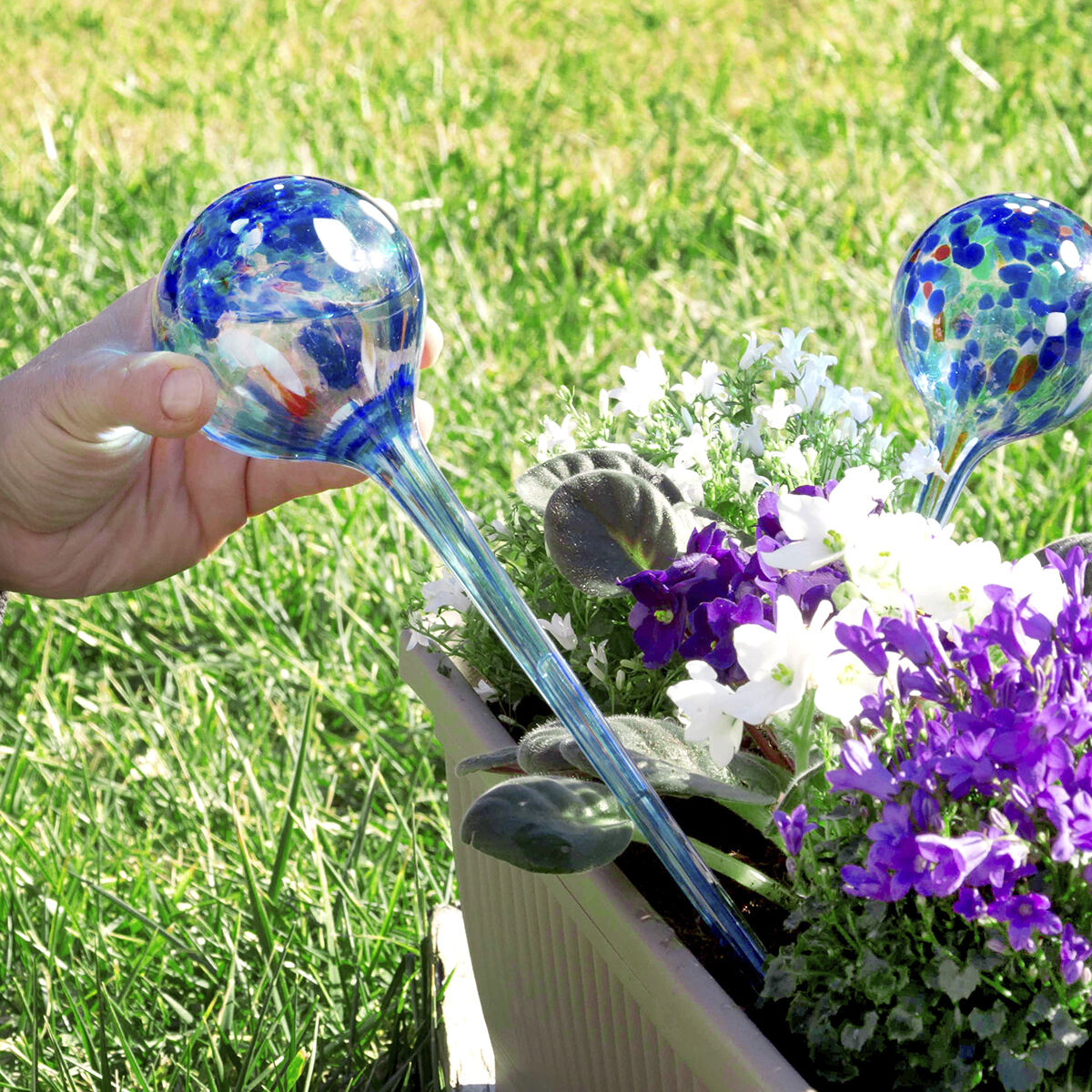 A person placing a watering globe into an outdoor flower bed filled with vibrant flowers, showing its versatility in various plant settings.